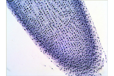 ZESTAW GOTOWYCH PREPARATÓW N20 NG /LEVENHUK