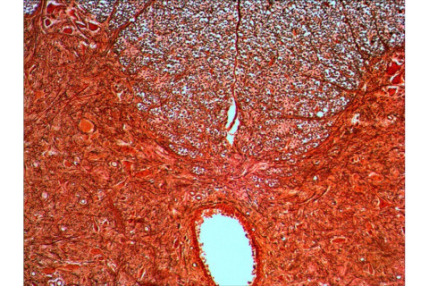 ZESTAW GOTOWYCH PREPARATÓW N20 NG /LEVENHUK