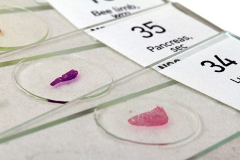 ZESTAW PREPARATÓW N80 NG /LEVENHUK