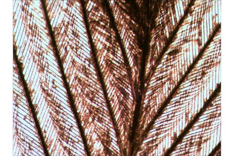 ZESTAW PREPARATÓW N80 NG /LEVENHUK