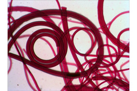 ZESTAW PREPARATÓW N80 NG /LEVENHUK