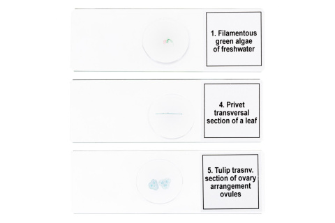 MIKROPREPARATY PROF DPS 5 BIOLOGIA /DISCOVERY