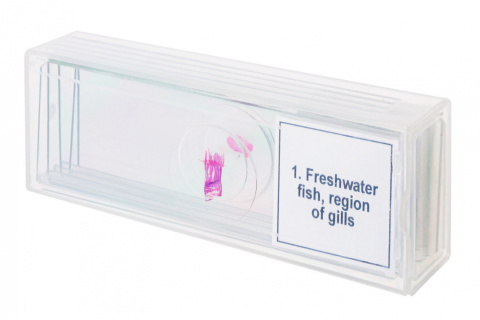 MIKROPREPARATY PROF DPS 5 PŁAZY /DISCOVERY