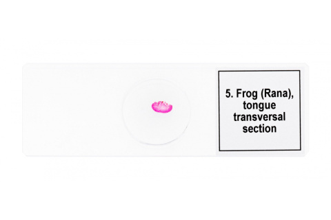 MIKROPREPARATY PROF DPS 5 PŁAZY /DISCOVERY