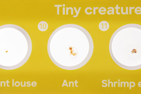 ZESTAW 12 PREPARATÓW FAUNA /DISCOVERY