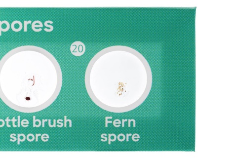 ZESTAW 12 PREPARATÓW FLORA /DISCOVERY