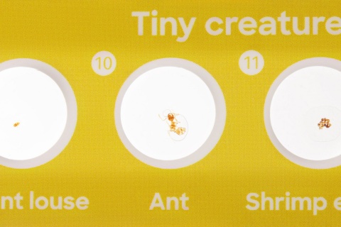 ZESTAW 24 PREPARATÓW FLORA I FAUNA /DISCOVERY